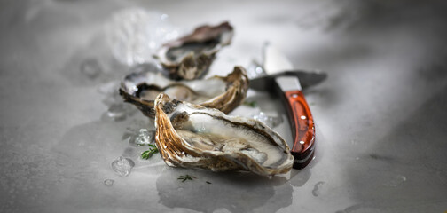 Fresh Oysters on ice close-up. Open French Fine de Claire oysters and knife on a gray table....