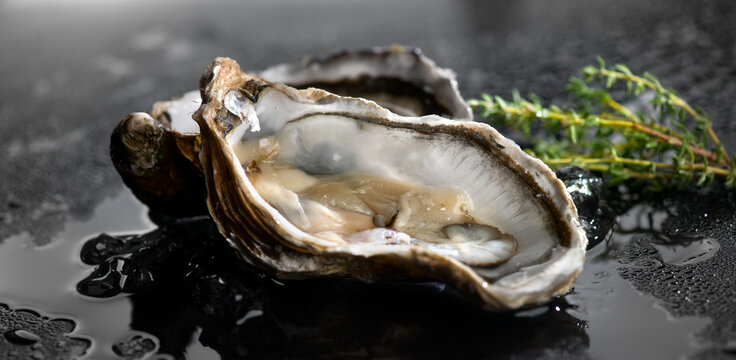 Oyster close up over black background, open french oysters on ice. Healthy sea food. Oyster dinner in restaurant. Gourmet food, delicatessen. Macro shot