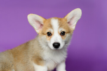 Corgi puppy standing and looking directly into the camera, ears perked up, with a soft expression and purple backdrop.