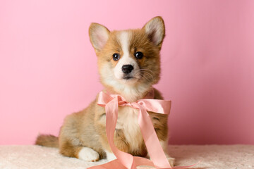 Cute Corgi puppy sitting with a big pink bow, facing forward. Studio shot on soft pink background, showcasing a sweet and charming expression.

