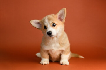 A cute Pembroke Welsh Corgi puppy sitting on an orange background, tilting its head in a curious pose.
