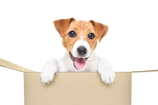 Funny Jack Russell Terrier puppy sitting in a cardboard box isolated on white background