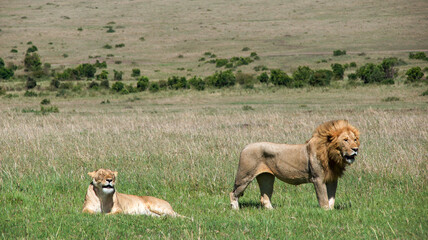 lion and lioness at safari in Masai Mara