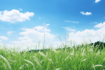 Fototapeta premium Meadow grass sky grassland.