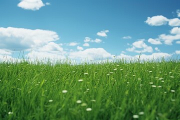 Obraz premium Meadow grass sky grassland.