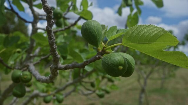 Close-up of a fig tree branch with green leaves and unripe figs in an outdoor setting in puglia, italy, under a partly cloudy sky, focusing on the intricate details of the tree's texture.