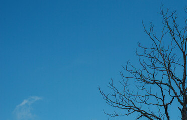 Bare tree against a clear blue sky. Ideal for nature presentations, backgrounds or seasonal concepts.