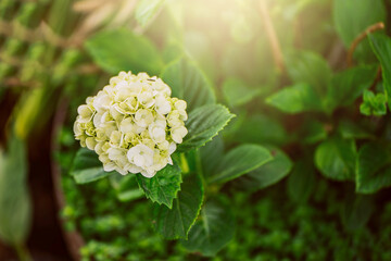 Close up of a hydrangea flower. Hydrangea Magnoliophyta commonly known as Hydrangeas, native to southern and eastern Asia and America