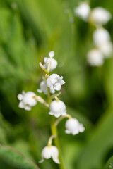 可愛い小さな白い花　スズラン