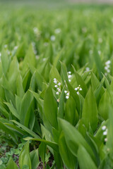 可愛い小さな白い花　スズラン