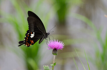 Fototapeta premium アザミの花に止まるモンキアゲハ