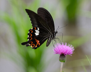 アザミの花に止まるモンキアゲハ
