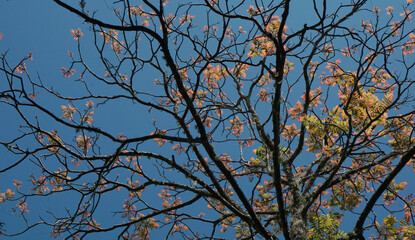 Winter silhouette of a tree against a clear blue sky. 