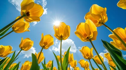 Vibrant Yellow Tulips Bloom Under Sunny Sky. Spring Flowers in Full Bloom