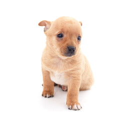 Obraz premium One brown little dog.