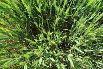 Blick von oben in ein getreidefeld