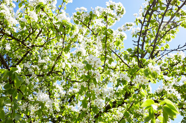 Beautiful white pear blossom. Flowering pear tree. Soft focus image of blossoming tree in spring time