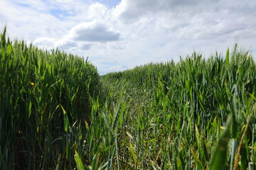 Blick durch die fahrspur in einem getreidefeld 