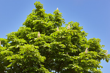 Branch chestnut against the background of lush green leaves, closeup.  Flowers of chestnuts tree in spring time. Selective focus, blurred background