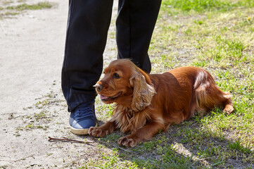Portrait of cute cocker spaniel at the feet of the owner on a walk. Friendship of a dog and a man