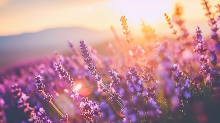 Golden hour glow over blooming lavender field