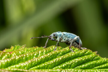 Nettle weevil (phyllobius pomaceus) a common British metallic green or blue insect found in fields...