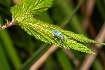 Nettle weevil (phyllobius pomaceus) a common British metallic green or blue insect found in fields and gardens during the spring and summer, stock photo image