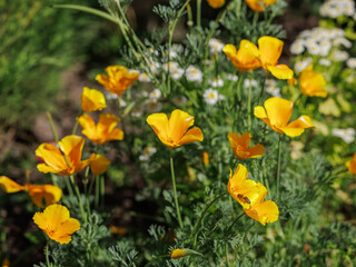 Fototapeta premium Eschscholzia californica flowers in the garden.