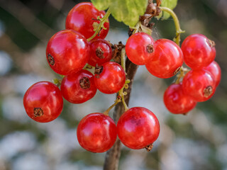 Ripe red currants in the garden in sunny summer day.