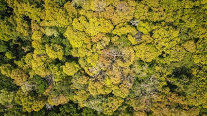 The aerial view of Cat Tien National Park in Vietnam