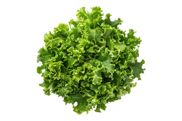 Obraz premium Green salad with leaves isolated on transparent background