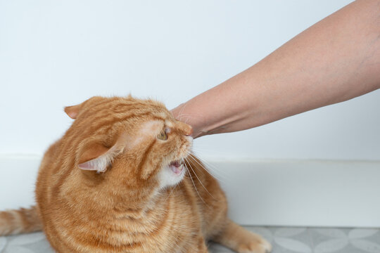 Angry aggressive adult ginger tabby cat and a woman's hand tries to touch him