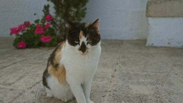 A calico cat outdoors on a concrete surface with vibrant flowers and green bushes in the background, epitomizing a serene outdoor setting during the day.