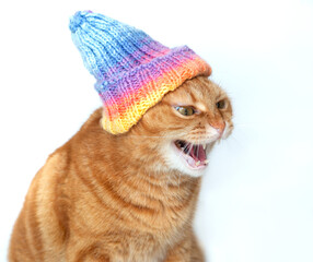 Angry ginger tabby cat wearing colorful winter hat hisses and growls, pet's portrait