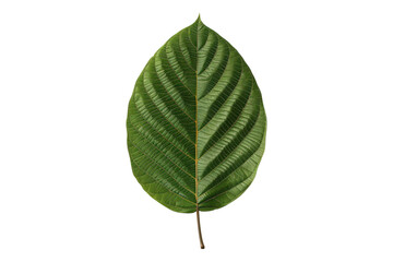 Obraz premium Kratom leaf isolated on transparent background