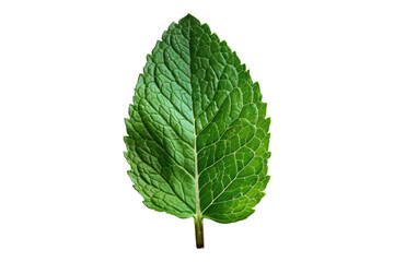 Fototapeta premium Mint leaf isolated on transparent background