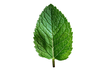 Mint leaf isolated on transparent background