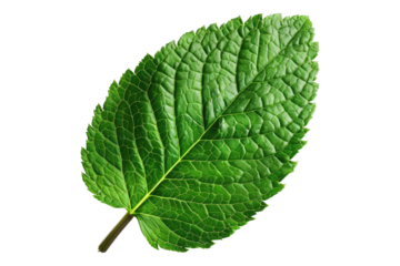 Mint leaf isolated on transparent background