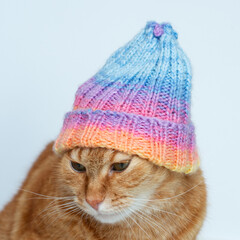 Funny beautiful young adult ginger tabby cat wearing colorful winter hat