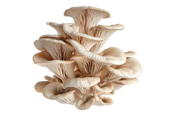 Oyster mushroom cluster isolated on transparent background