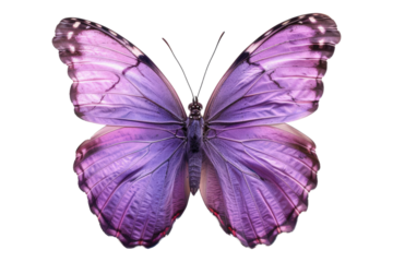 Purple butterfly isolated on transparent background