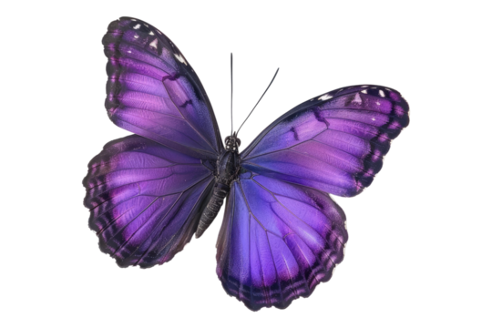 Purple butterfly isolated on transparent background