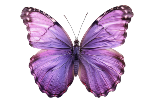 Purple butterfly isolated on transparent background - Powered by Adobe