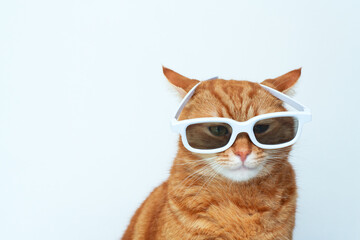 Funny beautiful young adult ginger tabby cat wearing stereo glasses for watching 3D movies