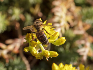 Sedum acre Aureum with a bee in the garden.