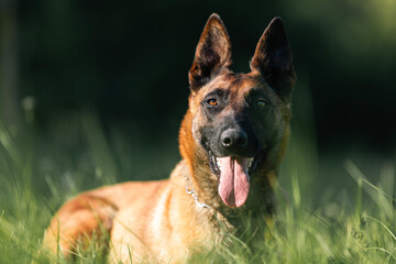 Portrait of Belgian Shepherd Malinois. Cute dog lying in grass on sunny summer day..
