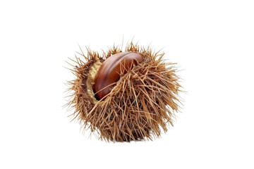 A nut with a shell on top of it