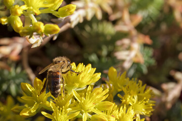 Sedum acre Aureum with a bee in the garden.