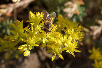 Sedum acre Aureum with a bee in the garden.