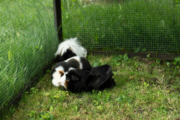 Meerschweinchen tier natur herde